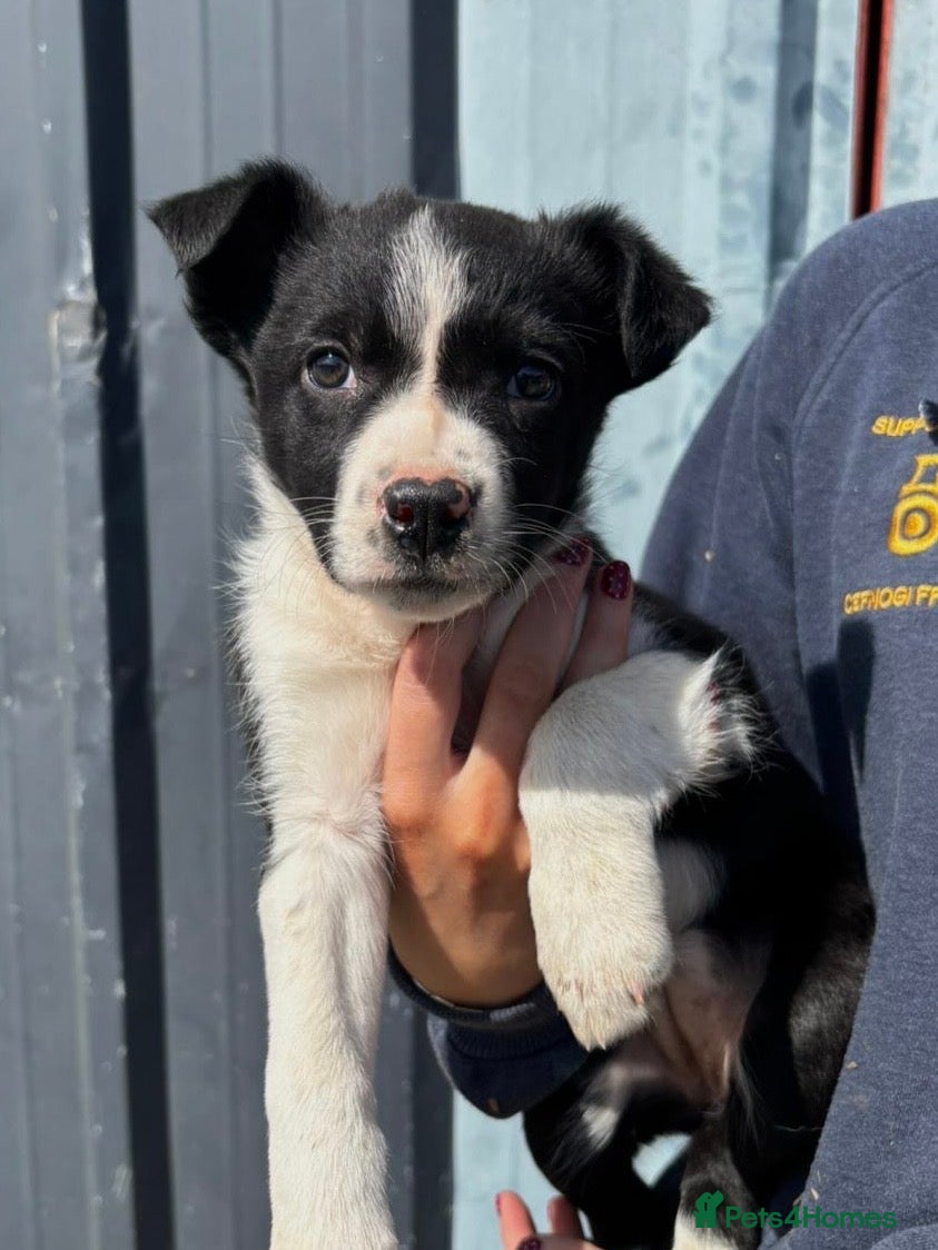 Border Collie dogs Gorgeous Border Collie Puppies 🩷 - Advert 1