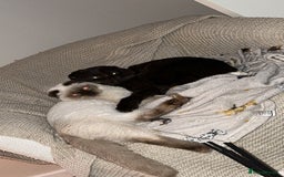 Mixed Breed cats for sale: 2 beautiful ragfolds looking for a loving home  - Image 1