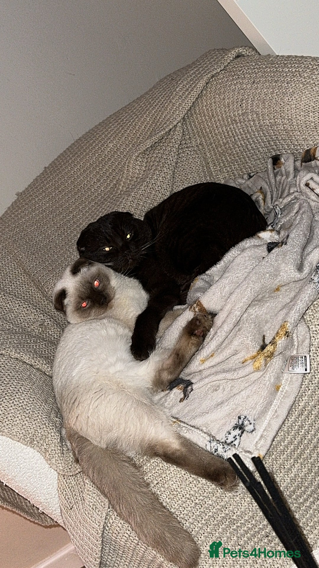 Mixed Breed cats for sale: 2 beautiful ragfolds looking for a loving home  - Image 1