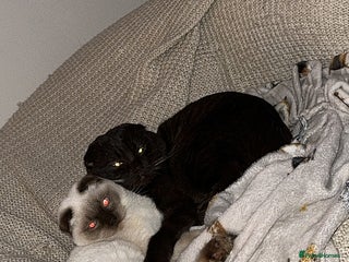 Mixed Breed cats - Advert 3