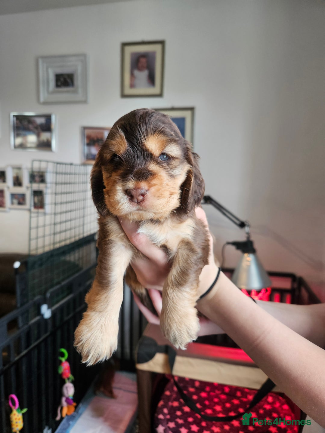 Cocker Spaniel dogs for sale: Sable Show Cocker spaniel Puppies ready now - Image 14