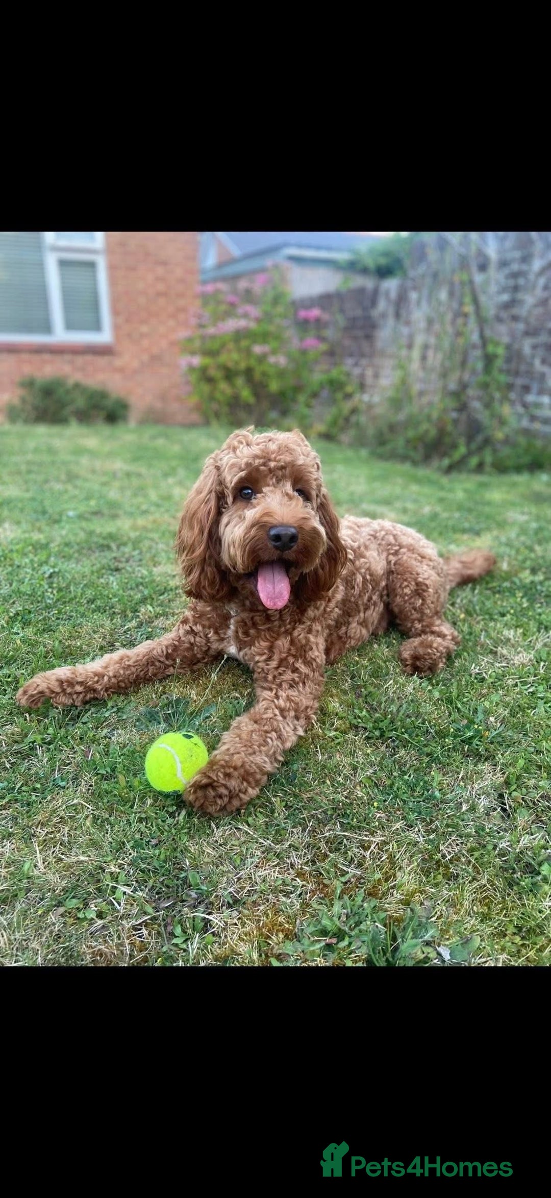 Cockapoo dogs for sale: Beautiful Cockapoo puppies - Advert 7