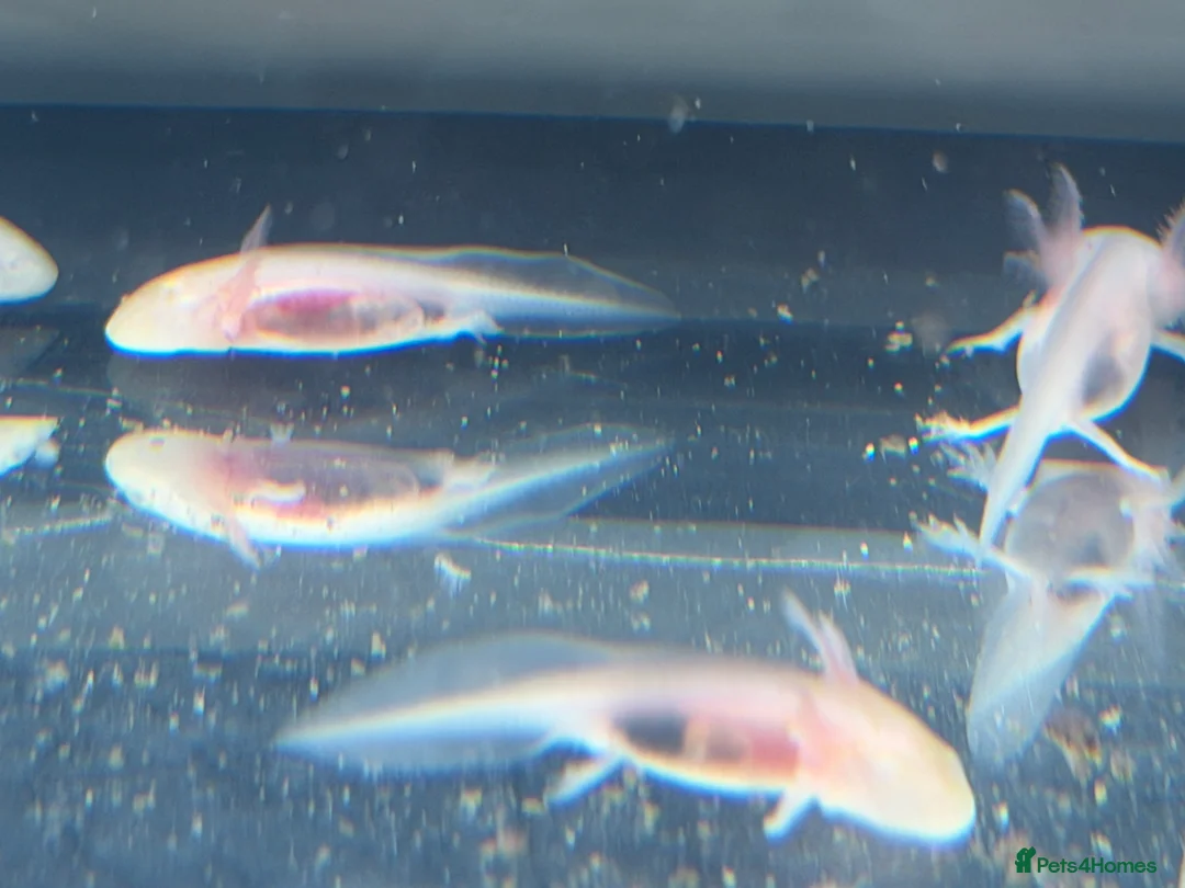 Axolotl reptiles for sale: Axolotl - Advert 30