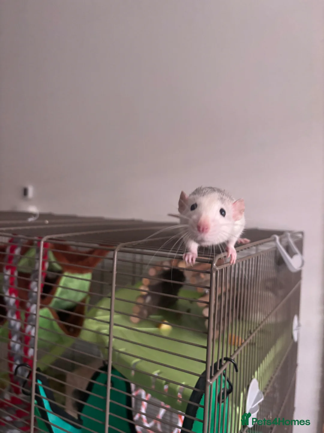 Rat rodents for sale: 3 Month Old Female Dumbo Rats & Cage Setup - Advert 2