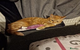 British Shorthair cats for sale: Sisters looking for new home - Image 6