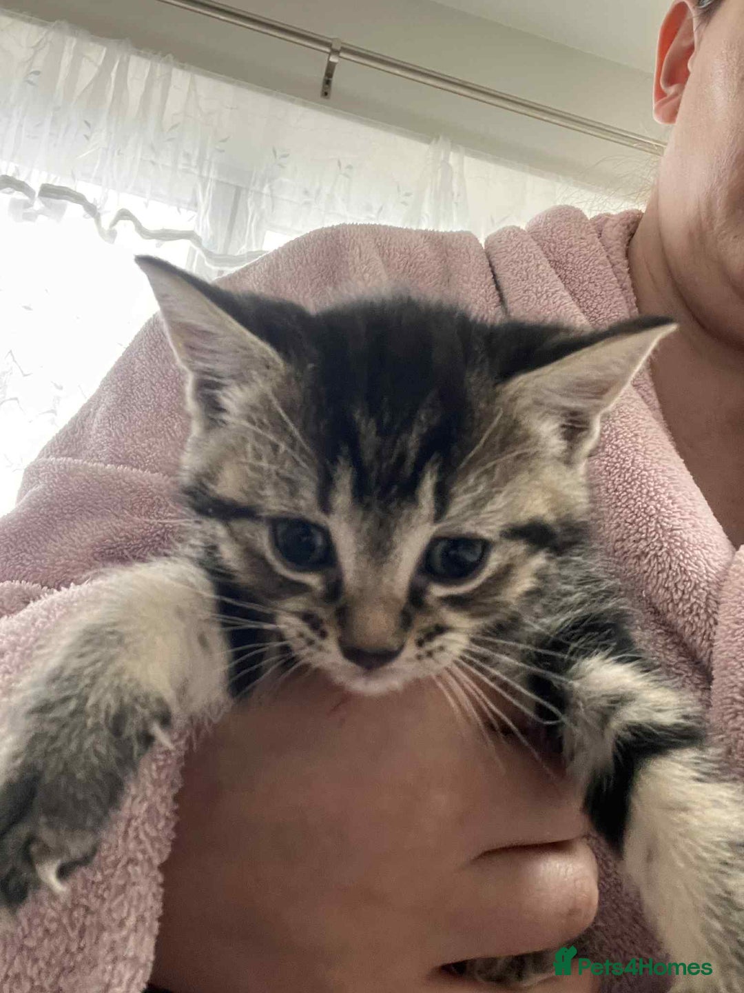 European cats for sale: Taby male kittens ready now - Advert 19