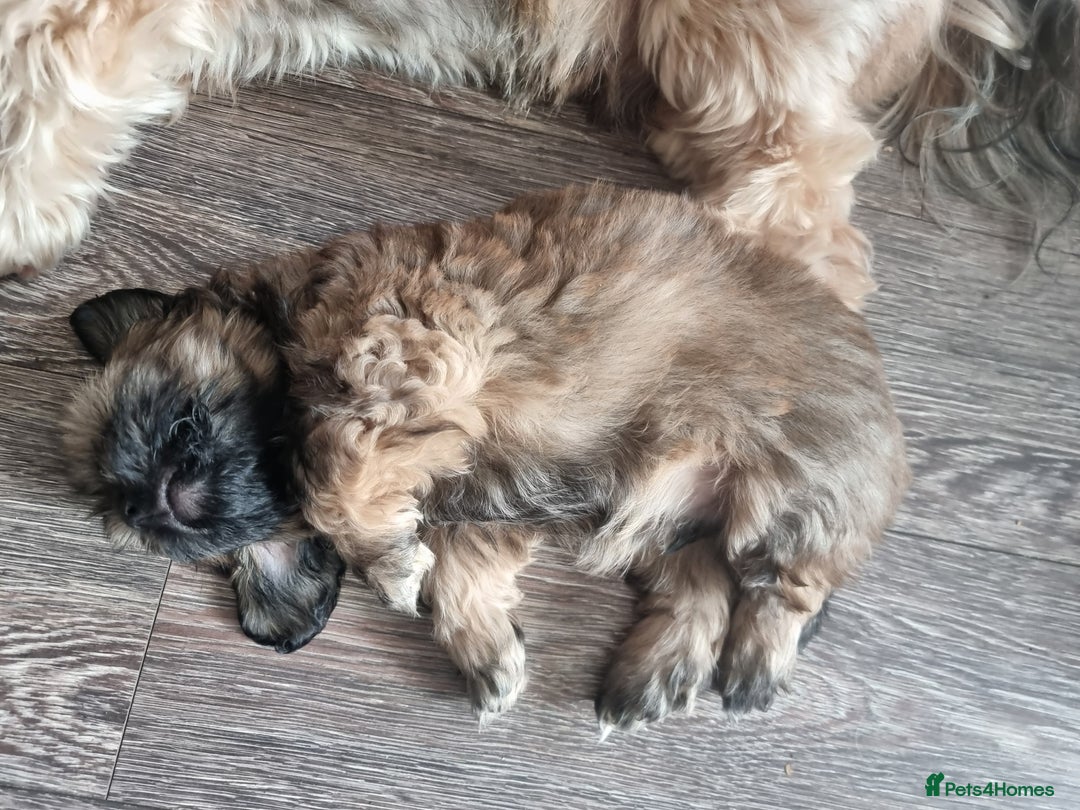 Shih Tzu dogs for sale: Shihtzu pupies. - Advert 11