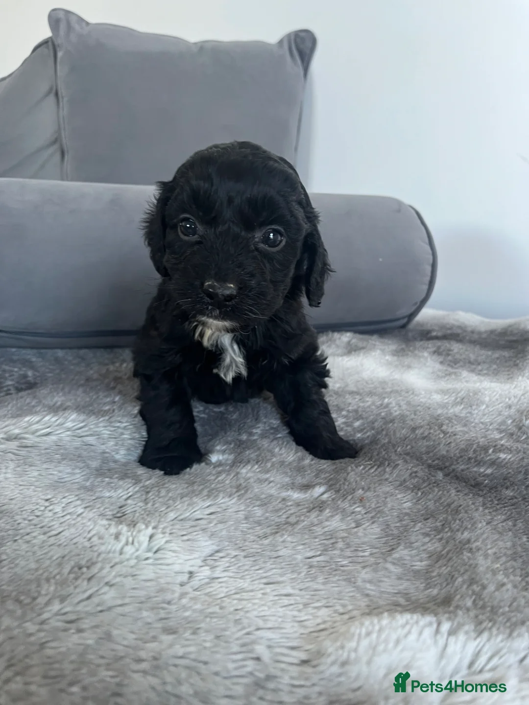 Cockapoo dogs for sale: F1 Cockapoos  - Advert 2