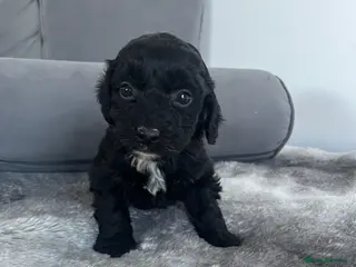 Cockapoo dogs F1 Cockapoos - Advert 14