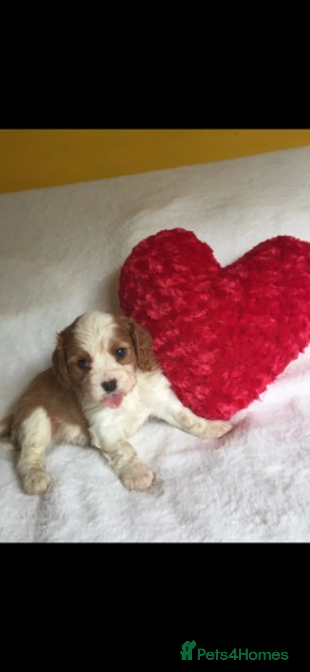 Cavalier King Charles Spaniel dogs for stud: Extensively Health Tested Cavalier King Charles Sp in Mansfield - Advert 24