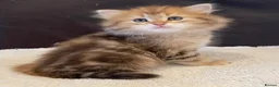 Siberian cats for sale: Your Perfect Siberian Forest Kitten Awaits in Bristol - Advert 4