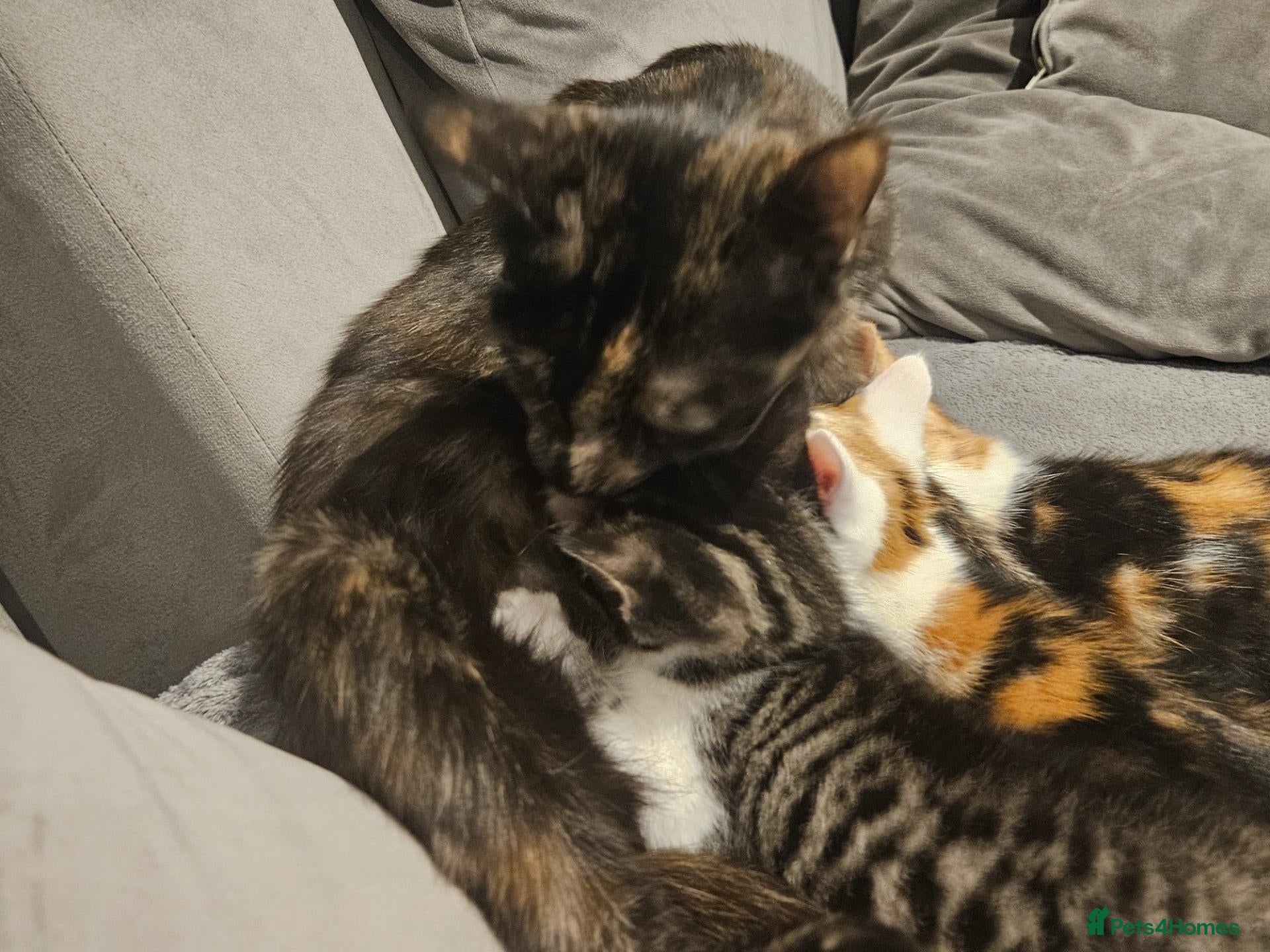 Mixed Breed cats Sweet kittens - Advert 1
