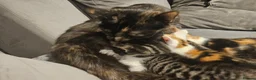 Mixed Breed cats for sale: Sweet kittens in London - Advert 1