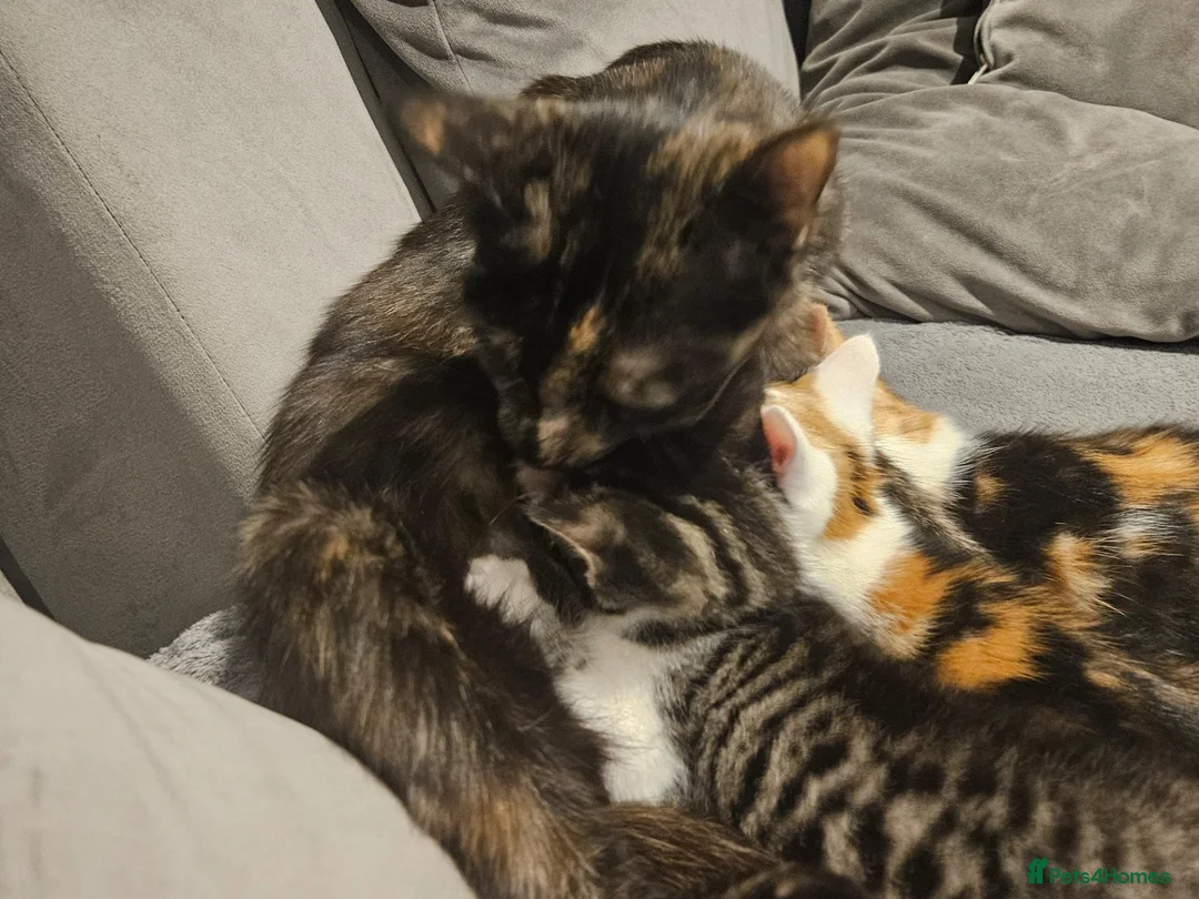 Mixed Breed cats for sale: Sweet kittens in London - Advert 1
