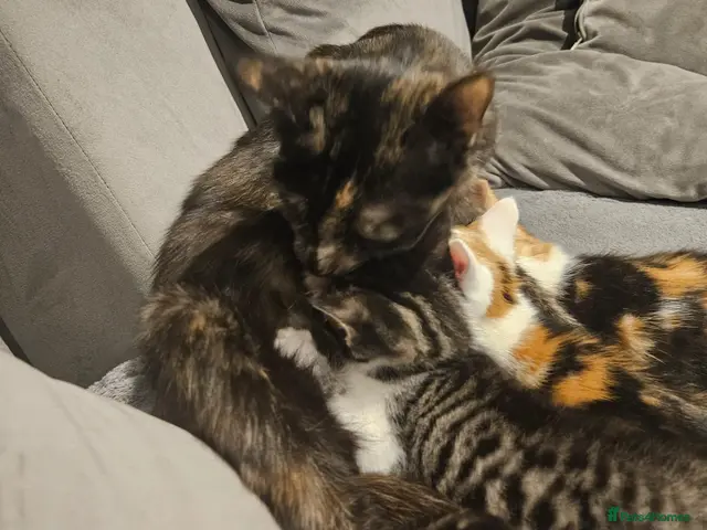 Mixed Breed cats Sweet kittens - Advert 2