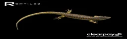 Skink reptiles for sale: SKINK BABIES - Advert 3