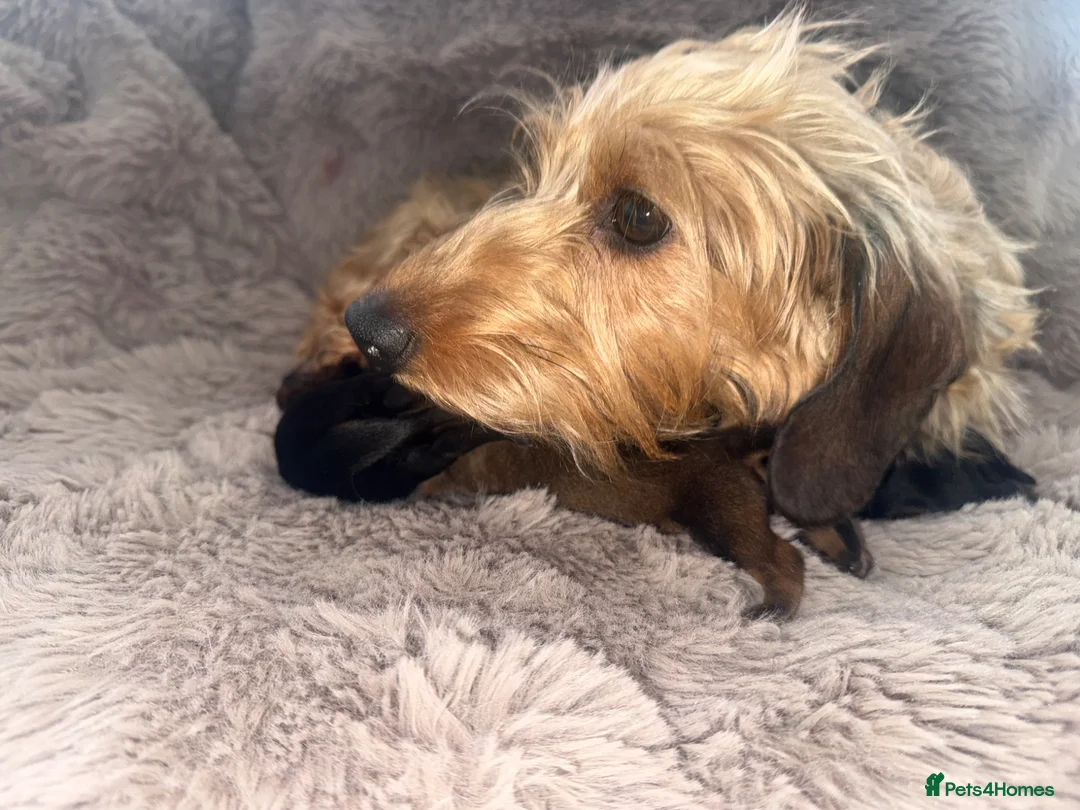 Miniature Dachshund dogs for sale: Wirehaired Miniature Dachshund Hampshire Pedigrees - Advert 2