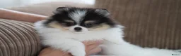 Pomeranian dogs for sale: Cute puppies  - Advert 12