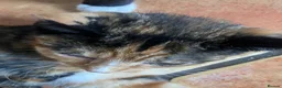 Mixed Breed cats for sale: Kittens For sale mixed Bread - Advert 7