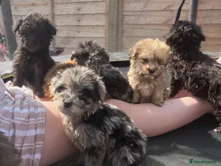 Cockapoo dogs F1b merle cockapoo - Advert 6