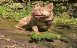 French Bulldog dogs for stud: KC New Shade Isabella Pied French Bulldog for STUD in Gunnislake - Image 5