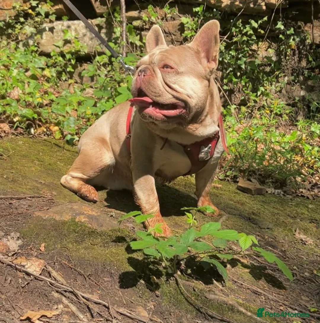 French Bulldog dogs for stud: KC New Shade Isabella Pied French Bulldog for STUD in Gunnislake - Advert 5