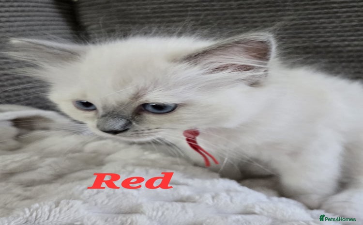 Ragdoll cats - Advert 3