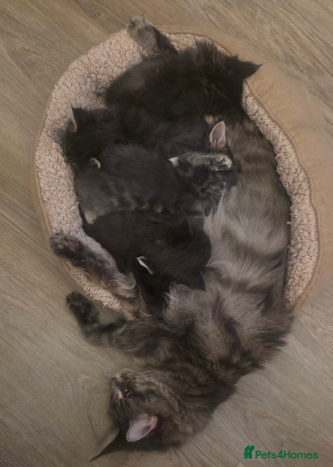 Maine Coon cats for sale: Maine Coon kittens  - Advert 32