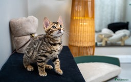 Bengal cats for sale: Top quality Bengal Girl- TICA reg.- AVAILABLE NOW - Advert 19