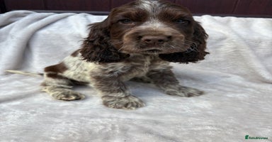 Cocker Spaniel dogs - Advert 14