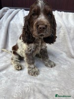 Cocker Spaniel dogs - Advert 8