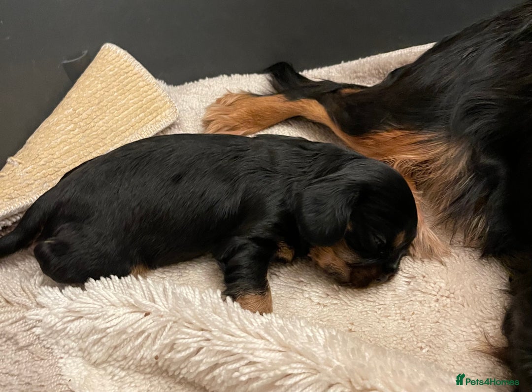 Cavalier King Charles Spaniel dogs for sale: Cavalier King Charles Puppy - Advert 4