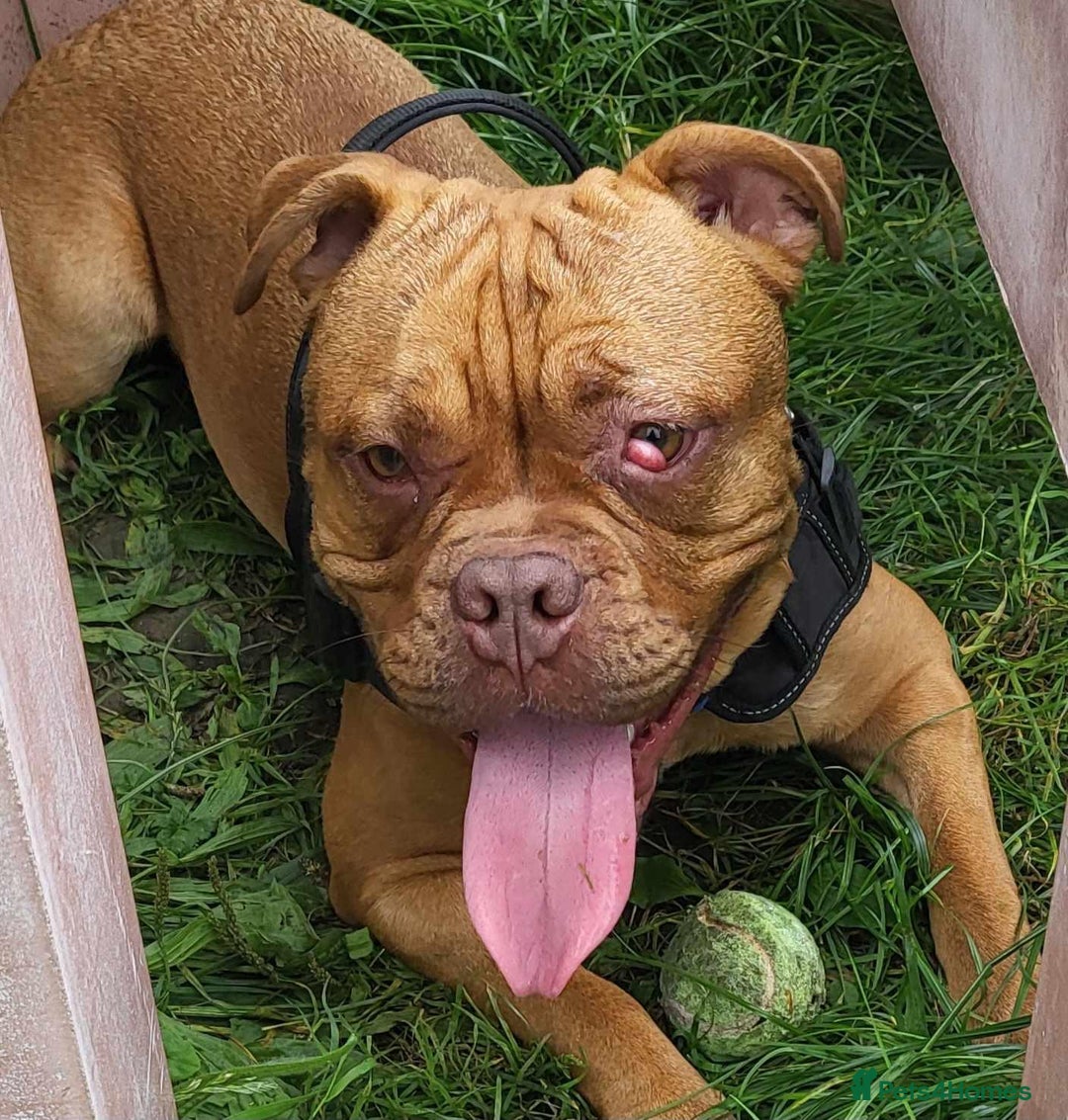 Dogue De Bordeaux dogs for stud: Dogue de Bordeaux for stud - Image 7
