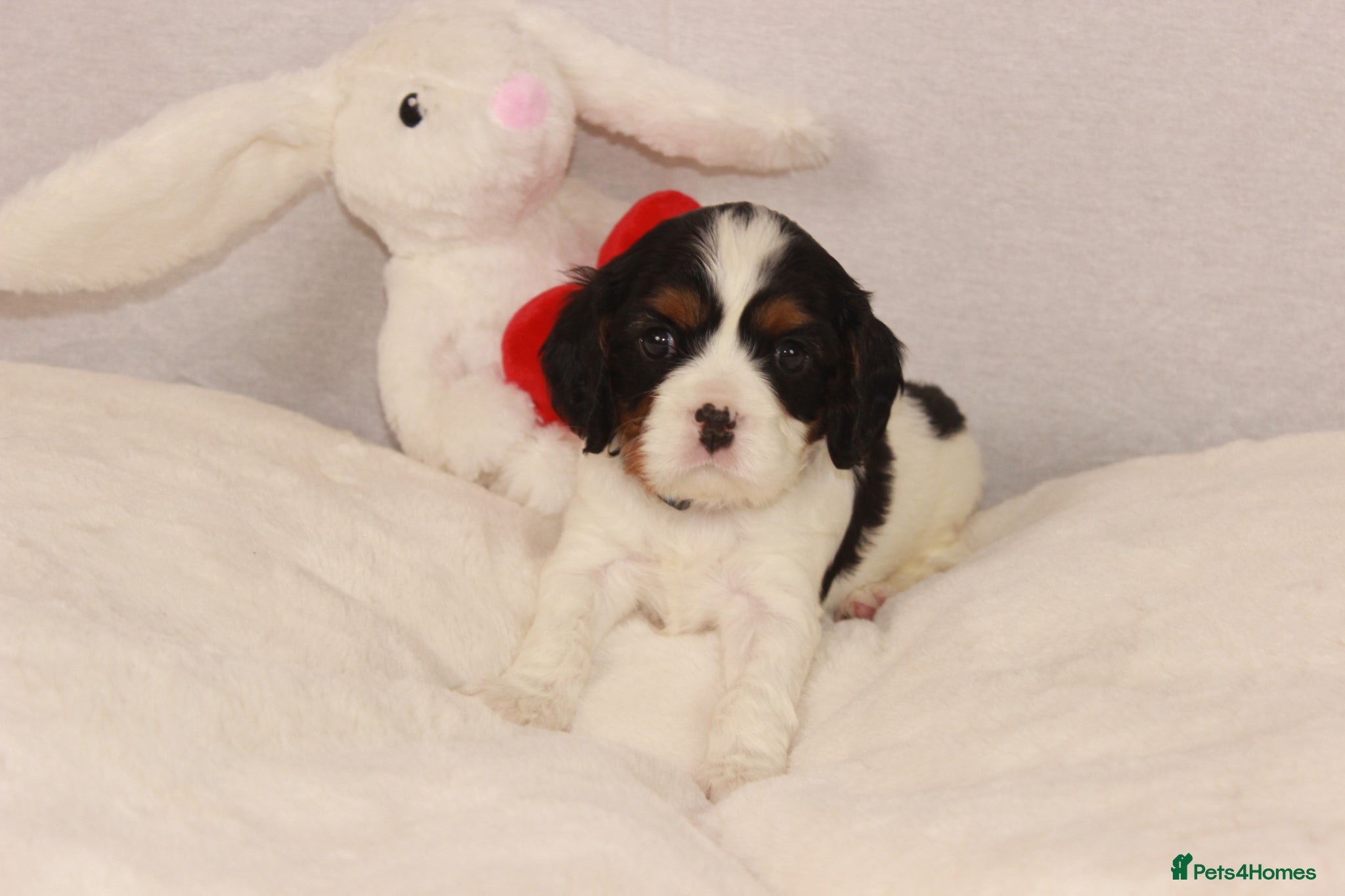 Cavalier King Charles Spaniel dogs 1 puppy available now :)  - Advert 1