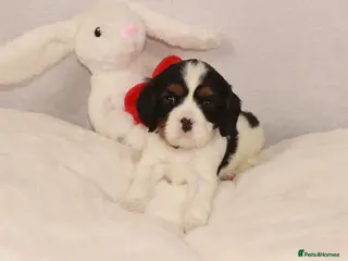 Cavalier King Charles Spaniel dogs 1 puppy available now :) - Advert 5