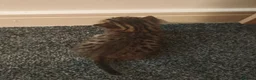 Bengal cats for sale: Adorable Bengal Mix Kittens  in Newmarket - Advert 6