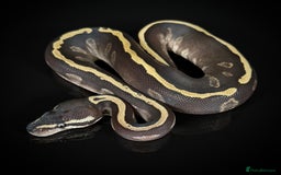 Python Snake reptiles for sale: Royal pythons  - Image 25