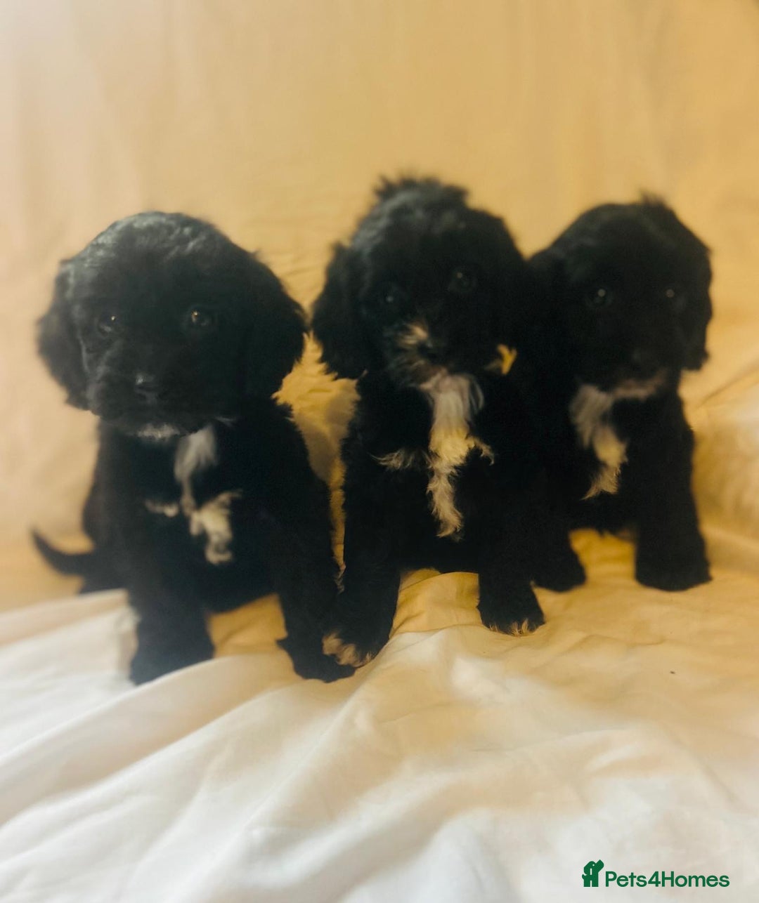 Cockapoo dogs for sale: 3 cockapoo puppies  - Advert 2