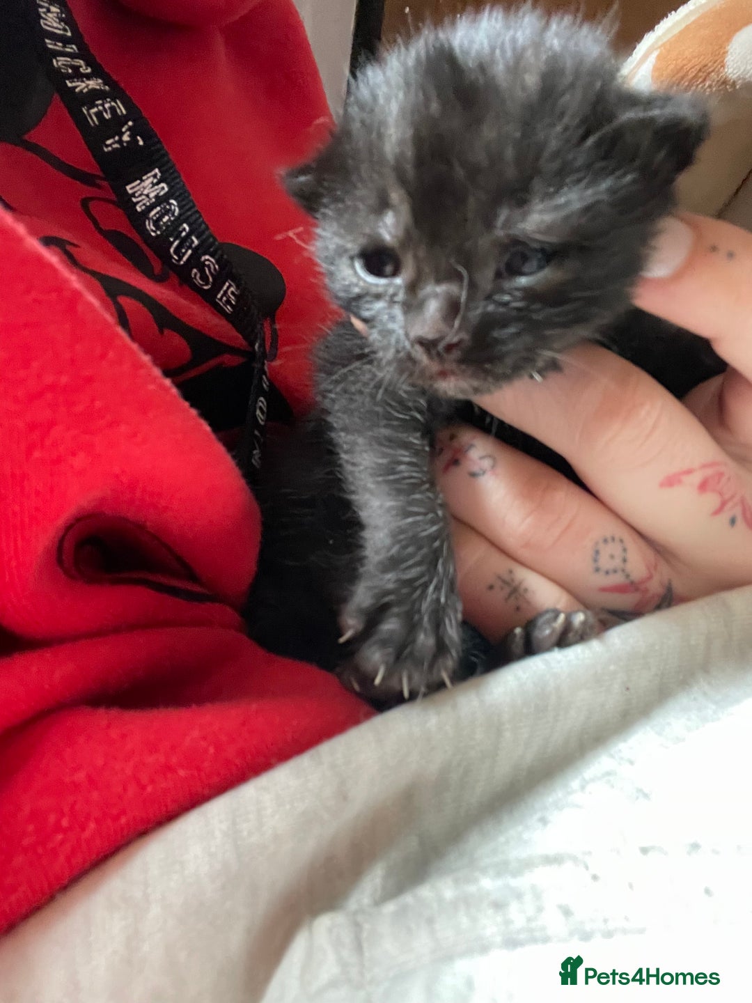 Mixed Breed cats for sale: Beautiful kittens  - Advert 12