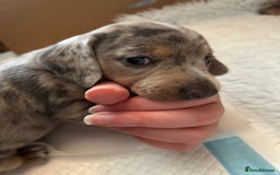 Miniature Dachshund dogs for sale: Mini dachshund puppies 6 weeks - Advert 21