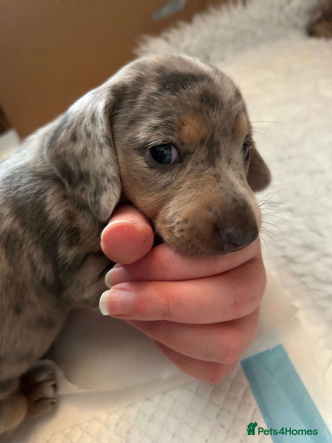 Miniature Dachshund dogs for sale: Mini dachshund puppies 6 weeks - Advert 21