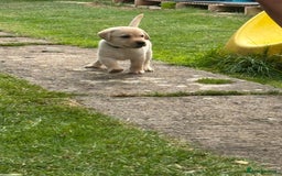 Labrador Retriever dogs for sale: KC reg Labrador puppies handled by children  - Image 3
