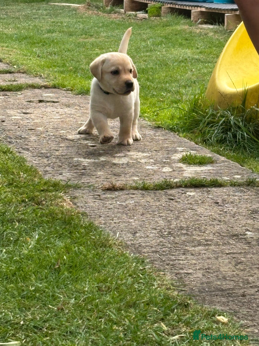 Labrador Retriever dogs for sale: KC reg Labrador puppies handled by children  - Image 3