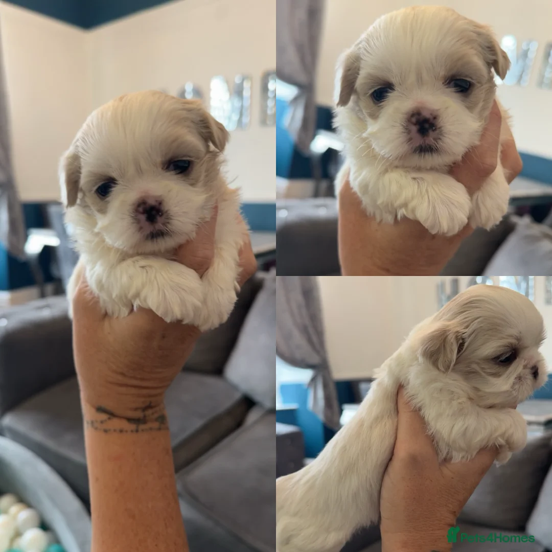 Shih Tzu dogs for sale: Stunning imperial shih tzu puppies  - Advert 1
