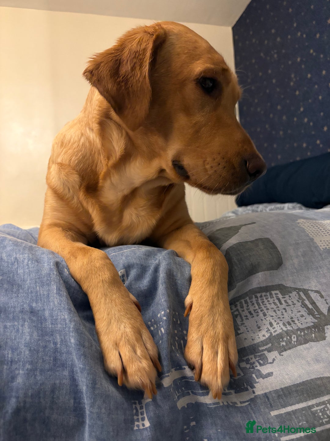 Mixed Breed dogs for sale: Beautiful Dalmador (lab X Dalmatian) puppies..!  - Advert 31