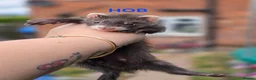 Ferret rodents for sale: Semi Angora Babies - Advert 2