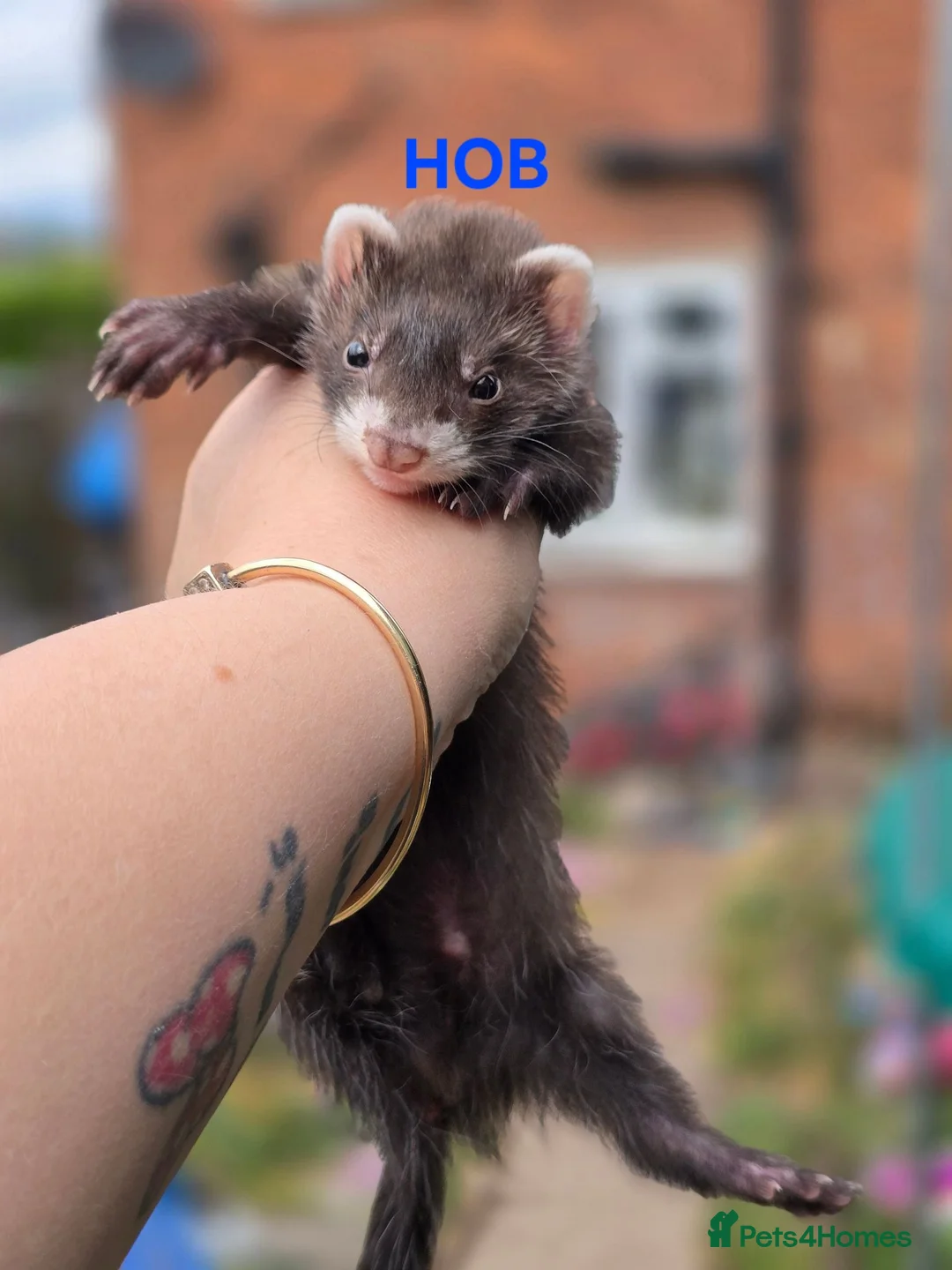 Ferret rodents for sale: Semi Angora Babies - Advert 2