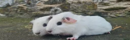 Guinea Pig rodents for sale: Male smooth haired guinea pigs - Advert 7