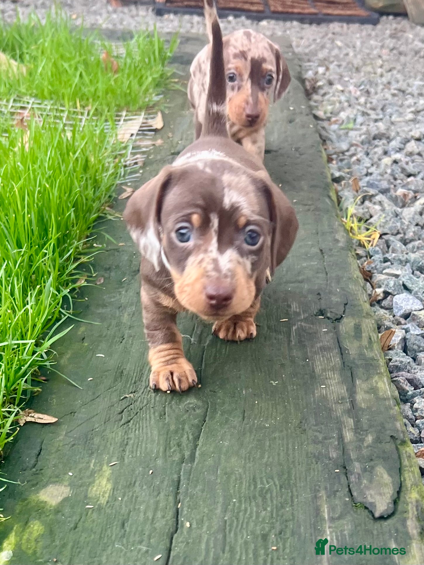 Miniature Dachshund dogs STUNNING MINI SMOOTH HAIR PRA CLEAR DACHSHUND PUPS - Advert 5