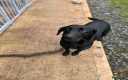 Mixed Breed dogs for sale: One Sprockador bitch pup available.  - Image 6